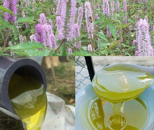 mật ong hoa bạc hà có tác dụng gì
